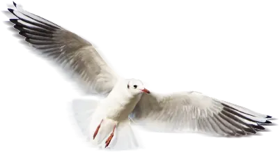 альбатрос Вануату